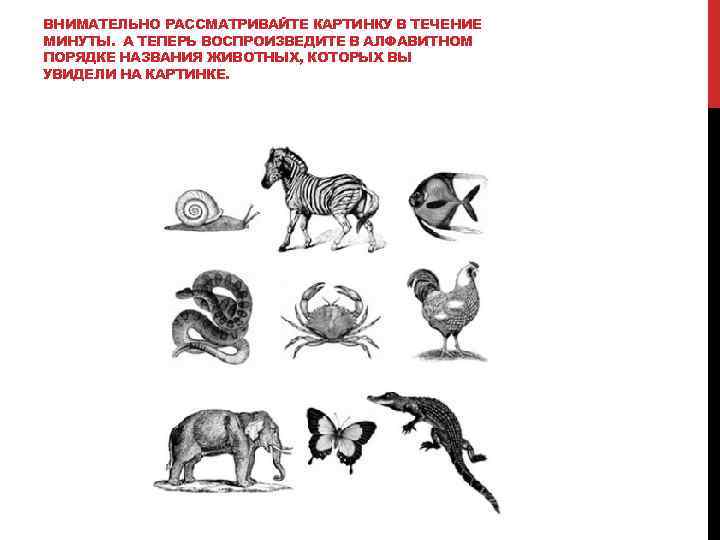 ВНИМАТЕЛЬНО РАССМАТРИВАЙТЕ КАРТИНКУ В ТЕЧЕНИЕ МИНУТЫ. А ТЕПЕРЬ ВОСПРОИЗВЕДИТЕ В АЛФАВИТНОМ ПОРЯДКЕ НАЗВАНИЯ ЖИВОТНЫХ,