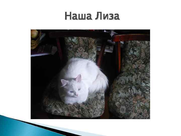 Наша Лиза 