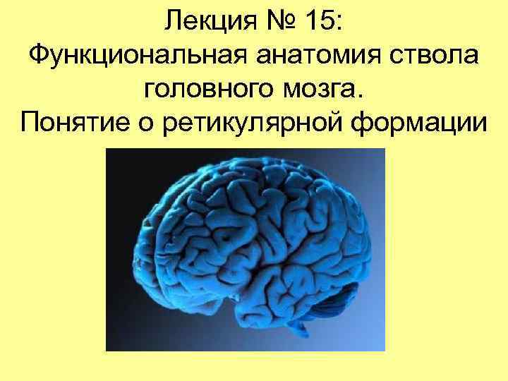 Лекция № 15: Функциональная анатомия ствола головного мозга. Понятие о ретикулярной формации 