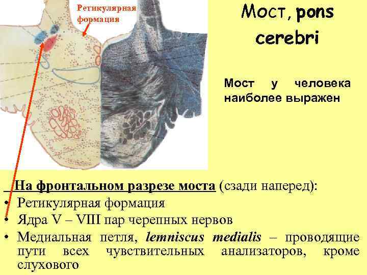 Ретикулярная формация Мост, pons cerebri Мост у человека наиболее выражен На фронтальном разрезе моста