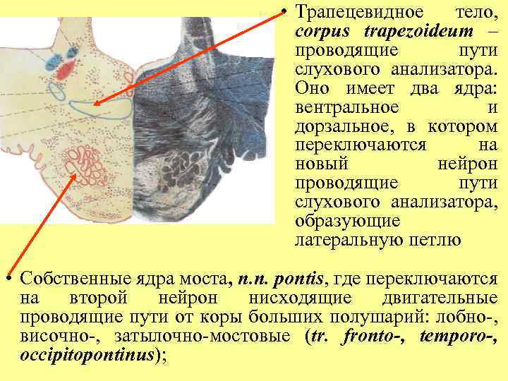  • Трапецевидное тело, corpus trapezoideum – проводящие пути слухового анализатора. Оно имеет два