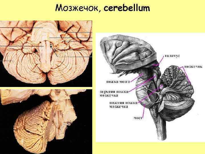 Мозжечок, cerebellum 