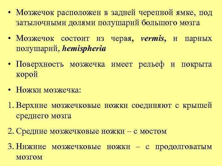  • Мозжечок расположен в задней черепной ямке, под затылочными долями полушарий большого мозга