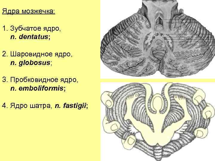 Ядра мозжечка: 1. Зубчатое ядро, n. dentatus; 2. Шаровидное ядро, n. globosus; 3. Пробковидное