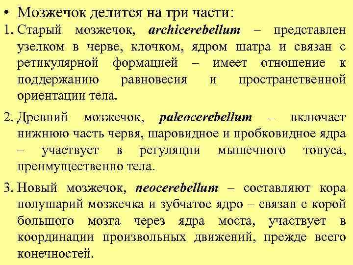  • Мозжечок делится на три части: 1. Старый мозжечок, archicerebellum – представлен узелком