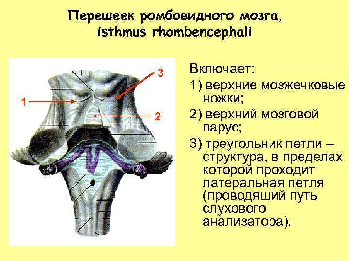 Перешеек ромбовидного мозга, isthmus rhombencephali 3 1 2 Включает: 1) верхние мозжечковые ножки; 2)