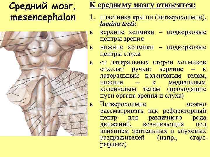 Средний мозг, mesencephalon К среднему мозгу относятся: 1. пластинка крыши (четверохолмие), lamina tecti: ь