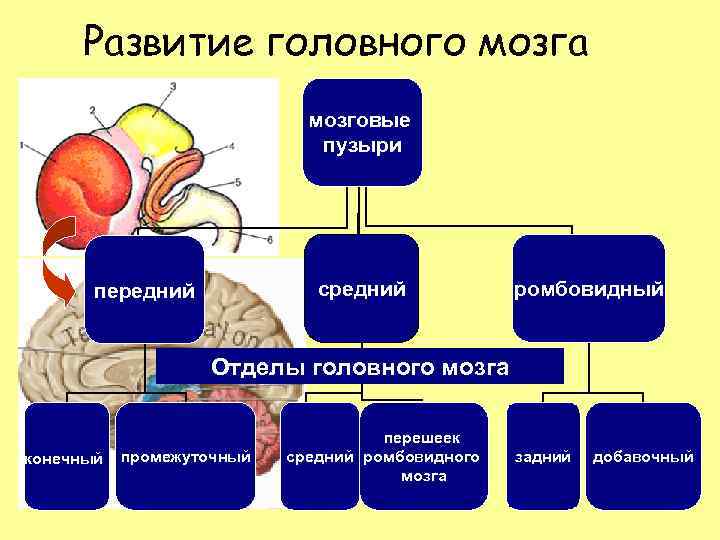 Развитие головного мозга мозговые пузыри средний передний ромбовидный Отделы головного мозга конечный промежуточный перешеек