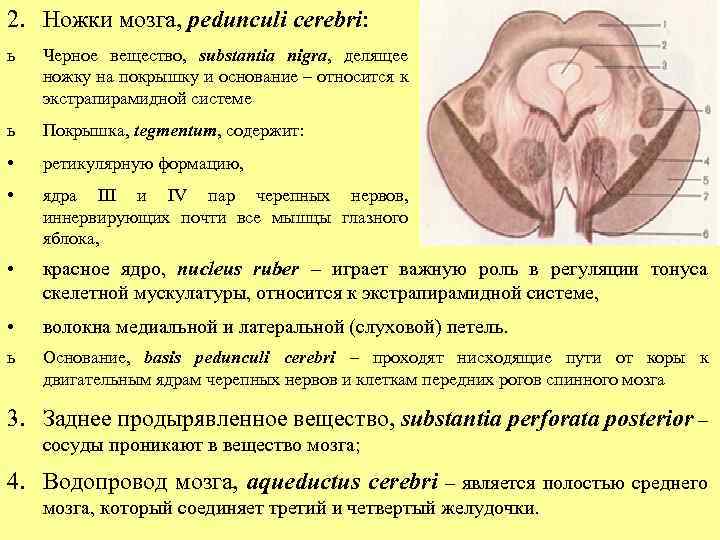 2. Ножки мозга, pedunculi cerebri: ь Черное вещество, substantia nigra, делящее ножку на покрышку