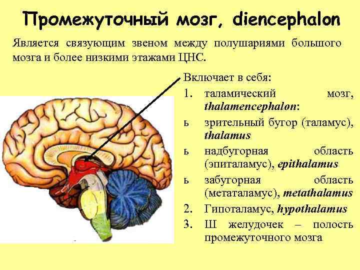 Промежуточный мозг, diencephalon Является связующим звеном между полушариями большого мозга и более низкими этажами