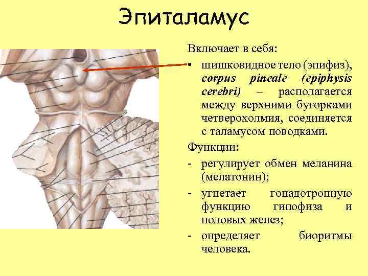 Эпиталамус Включает в себя: • шишковидное тело (эпифиз), corpus pineale (epiphysis cerebri) – располагается