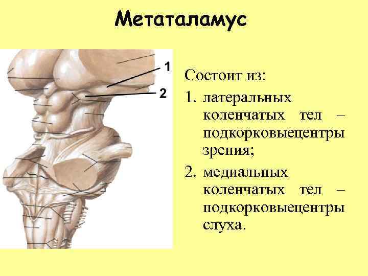 Метаталамус Состоит из: 1. латеральных коленчатых тел – подкорковыецентры зрения; 2. медиальных коленчатых тел