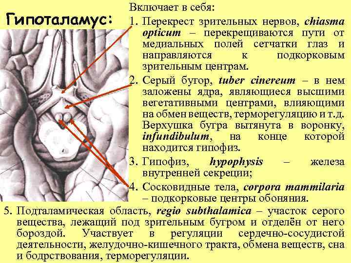 Включает в себя: Гипоталамус: 1. Перекрест зрительных нервов, chiasma opticum – перекрещиваются пути от