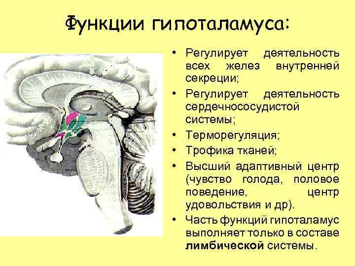 Функции гипоталамуса: • Регулирует деятельность всех желез внутренней секреции; • Регулирует деятельность сердечнососудистой системы;