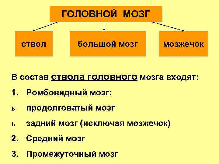 ГОЛОВНОЙ МОЗГ ствол большой мозг мозжечок В состав ствола головного мозга входят: 1. Ромбовидный