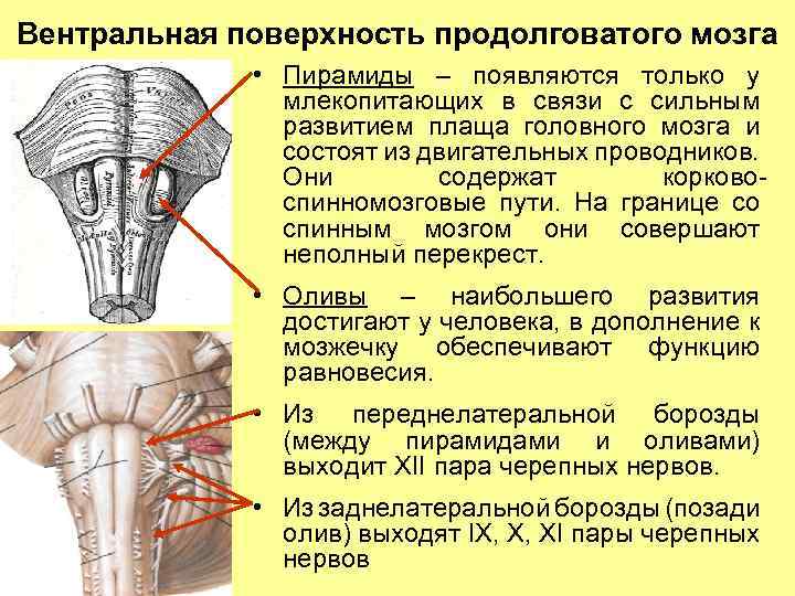 Вентральная поверхность продолговатого мозга • Пирамиды – появляются только у млекопитающих в связи с