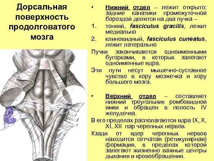 Дорсальная поверхность продолговатого мозга • Нижний отдел – лежит открыто: задние канатики промежуточной бороздой