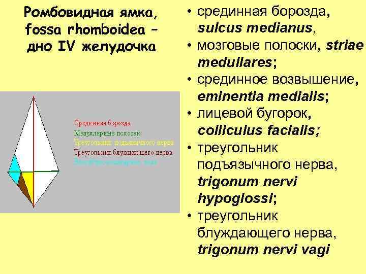 Ромбовидная ямка, fossa rhomboidea – дно IV желудочка • срединная борозда, sulcus medianus, •