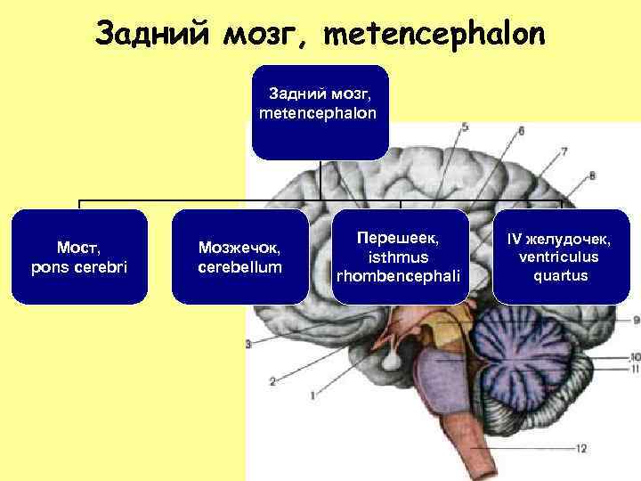 Задний мозг, metencephalon Мост, pons cerebri Мозжечок, cerebellum Перешеек, isthmus rhombencephali IV желудочек, ventriculus