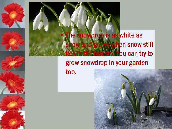  • The snowdrop is as white as snow and grows when snow still