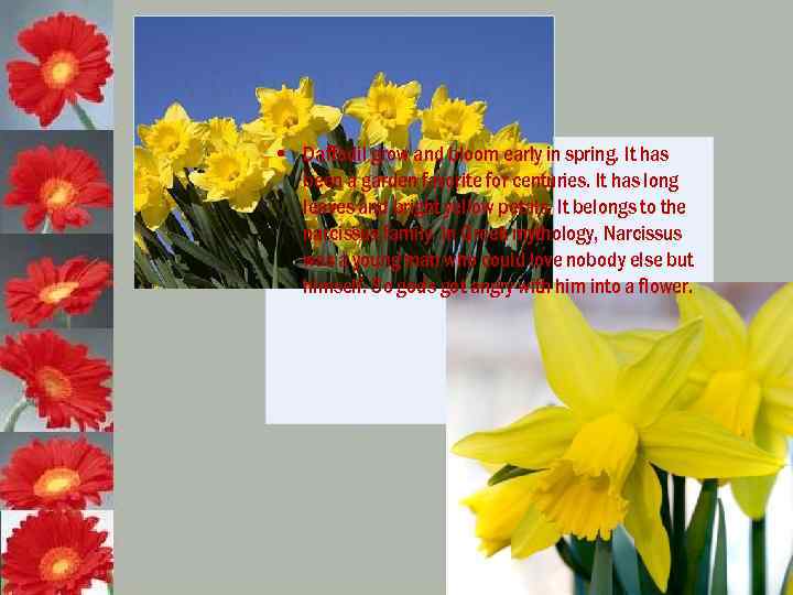  • Daffodil grow and bloom early in spring. It has been a garden