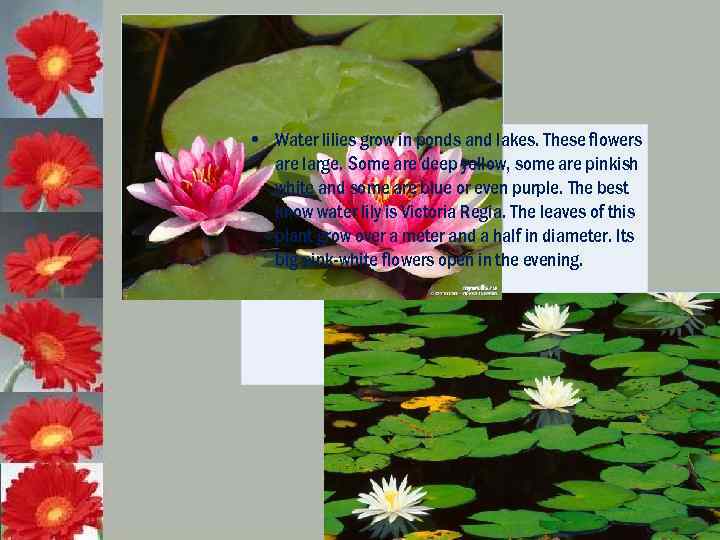  • Water lilies grow in ponds and lakes. These flowers are large. Some