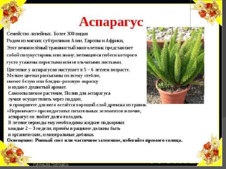 Опишите особенности растений каланхоэ и аспарагуса. Аспарагус семейство. Характеристика растения аспарагус. Аспарагус информация для детей. Комнатные растения семейства лилейных.