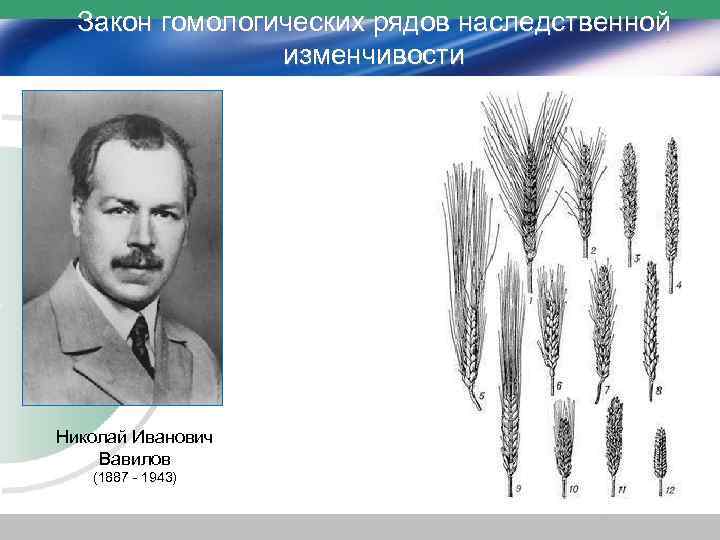 Закон гомологических рядов наследственной изменчивости Николай Иванович Вавилов (1887 - 1943) 
