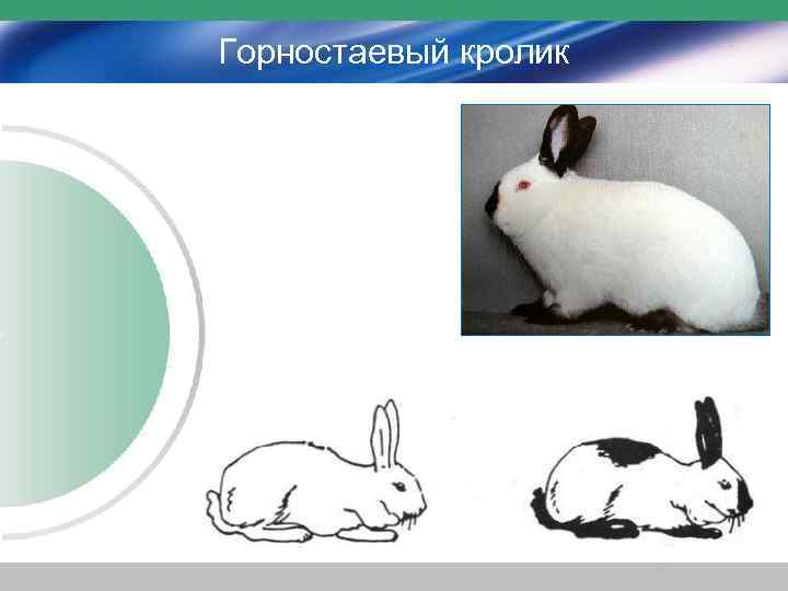 Горностаевый кролик 