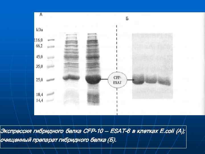 Экспрессия гибридного белка CFP-10 — ESAT-6 в клетках E. coli (А); очищенный препарат гибридного