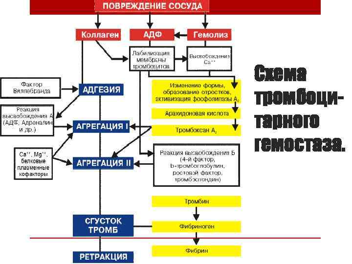 Схема тромбоцитарного гемостаза. 