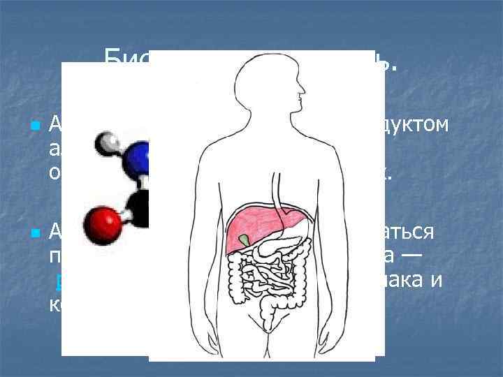 Биологическая роль. n n Аммиак является конечным продуктом азотистого обмена в организме человека и