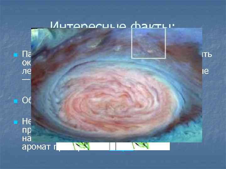 Интересные факты: n n n Пары нашатырного спирта способны изменять окраску цветов. Например, голубые