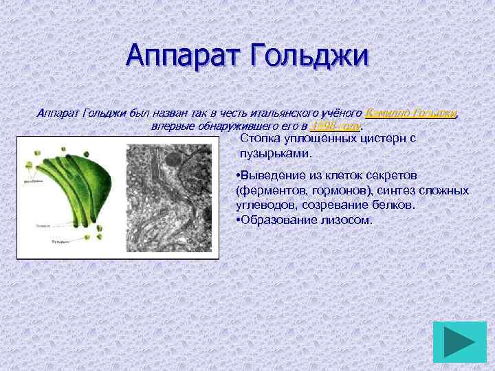 Аппарат Гольджи был назван так в честь итальянского учёного Камилло Гольджи, впервые обнаружившего в