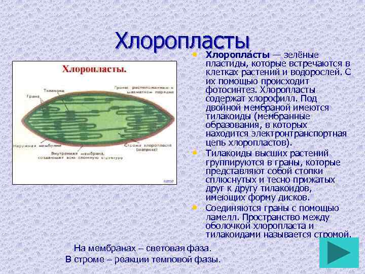 Хлоропласты — зелёные • Хлоропла пластиды, которые встречаются в клетках растений и водорослей. С