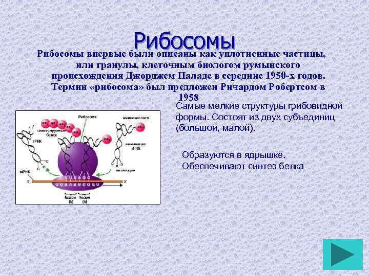 Рибосомы впервые были описаны как уплотненные частицы, или гранулы, клеточным биологом румынского происхождения Джорджем