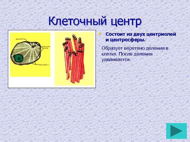 Клеточный центр • Состоит из двух центриолей и центросферы. Образует веретено деления в клетке.