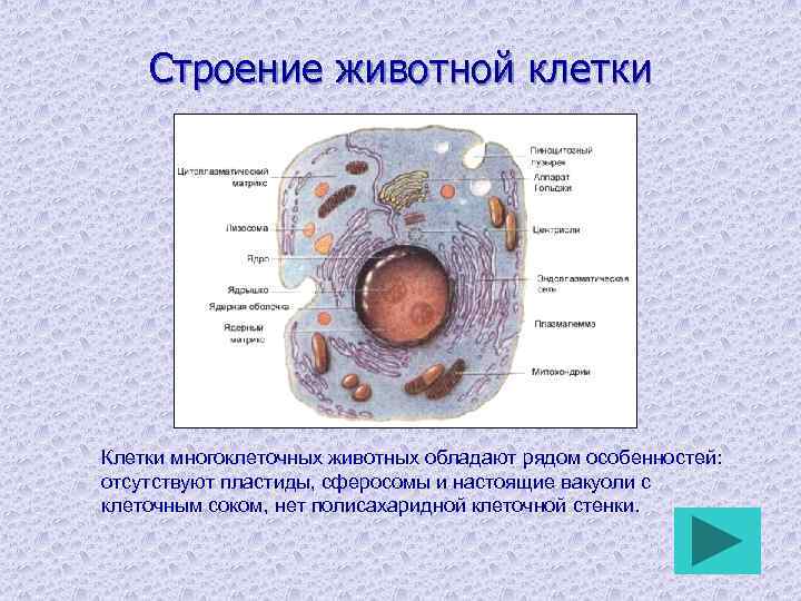 Строение животной клетки Клетки многоклеточных животных обладают рядом особенностей: отсутствуют пластиды, сферосомы и настоящие
