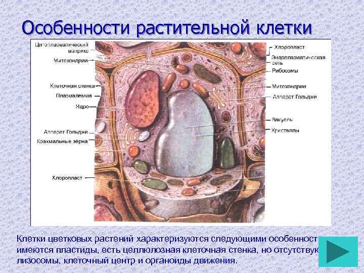 Особенности растительной клетки Клетки цветковых растений характеризуются следующими особенностями: имеются пластиды, есть целлюлозная клеточная