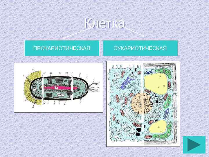 Клетка ПРОКАРИОТИЧЕСКАЯ ЭУКАРИОТИЧЕСКАЯ 