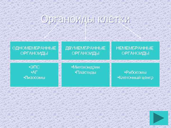 Органоиды клетки ОДНОМЕМБРАННЫЕ ОРГАНОИДЫ ДВУМЕМБРАННЫЕ ОРГАНОИДЫ • ЭПС • АГ • Лизосомы • Митохондрии