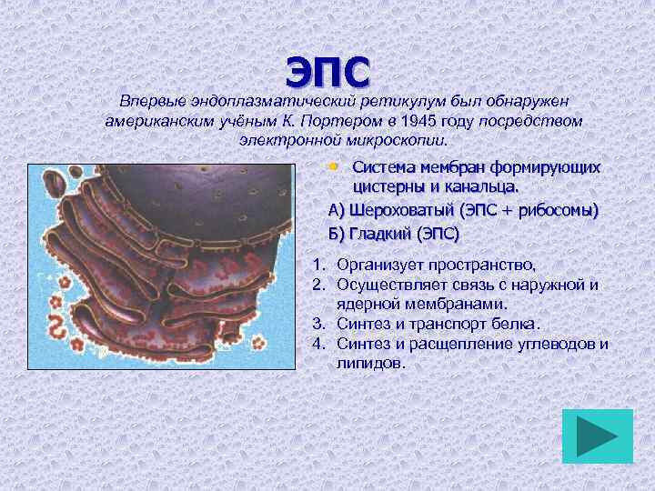 ЭПС Впервые эндоплазматический ретикулум был обнаружен американским учёным К. Портером в 1945 году посредством