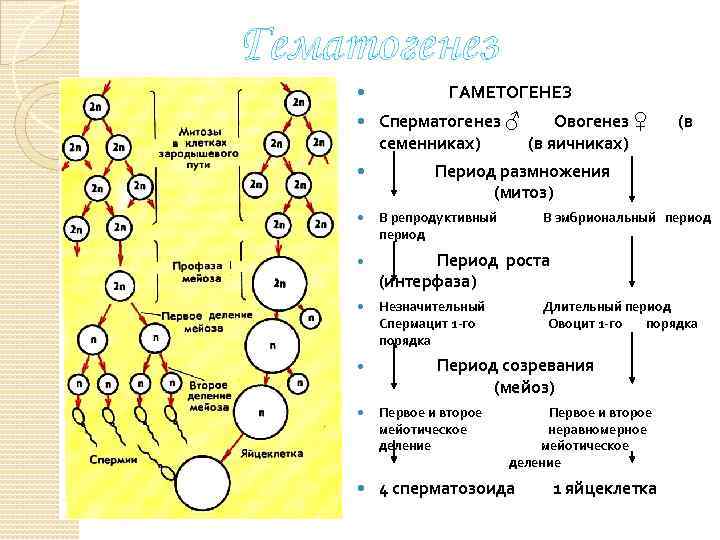 Схема овогенеза. Гаметогенез сперматогенез овогенез. Овогенез схема и набор хромосом. Овогенез набор хромосом. Периоды гаметогенеза.