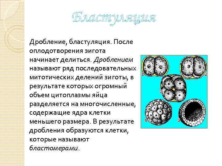 Бластуляция Дробление, бластуляция. После оплодотворения зигота начинает делиться. Дроблением называют ряд последовательных митотических делений