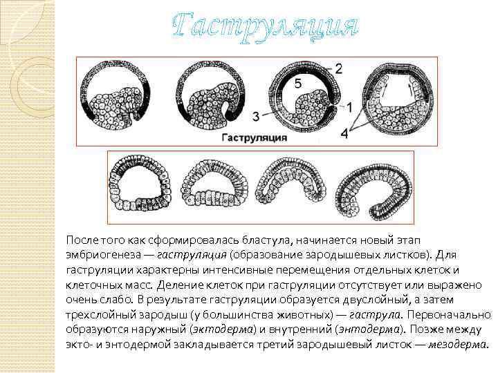 Стадии эмбриогенеза рисунки