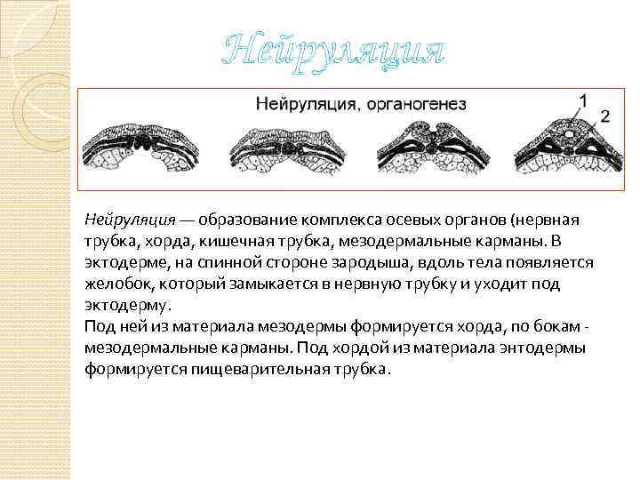 Нейруляция — образование комплекса осевых органов (нервная трубка, хорда, кишечная трубка, мезодермальные карманы. В