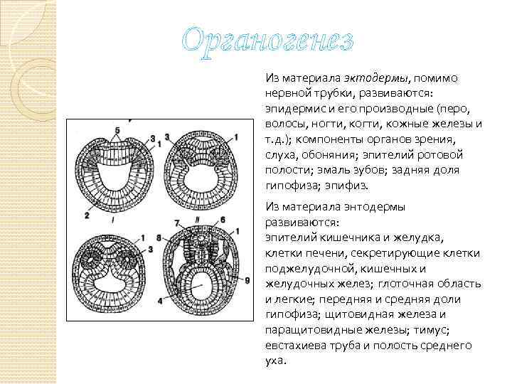 Рисунки по гистологии