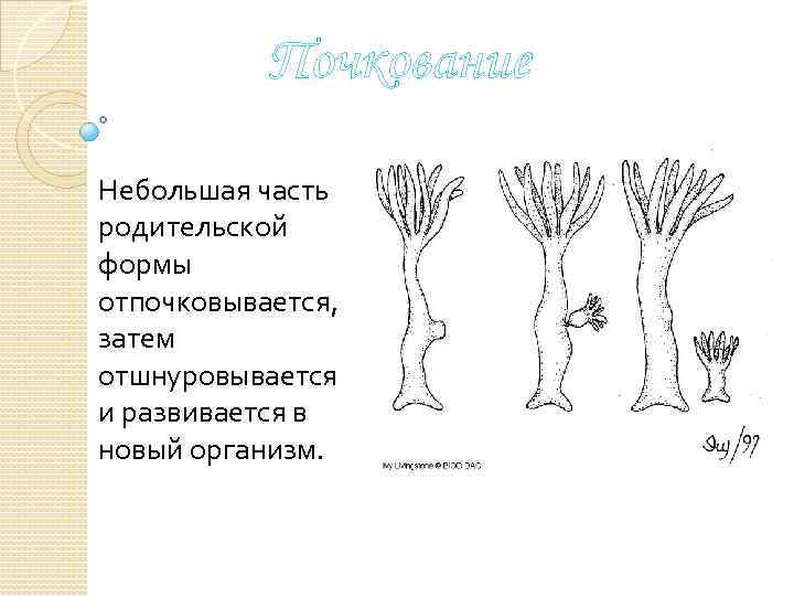 Почкование Небольшая часть родительской формы отпочковывается, затем отшнуровывается и развивается в новый организм. 