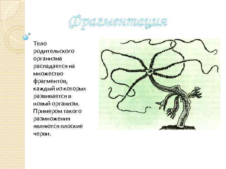 Фрагментация Тело родительского организма распадается на множество фрагментов, каждый из которых развивается в новый