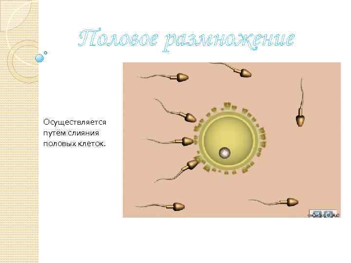 Половое размножение Осуществляется путём слияния половых клеток. 